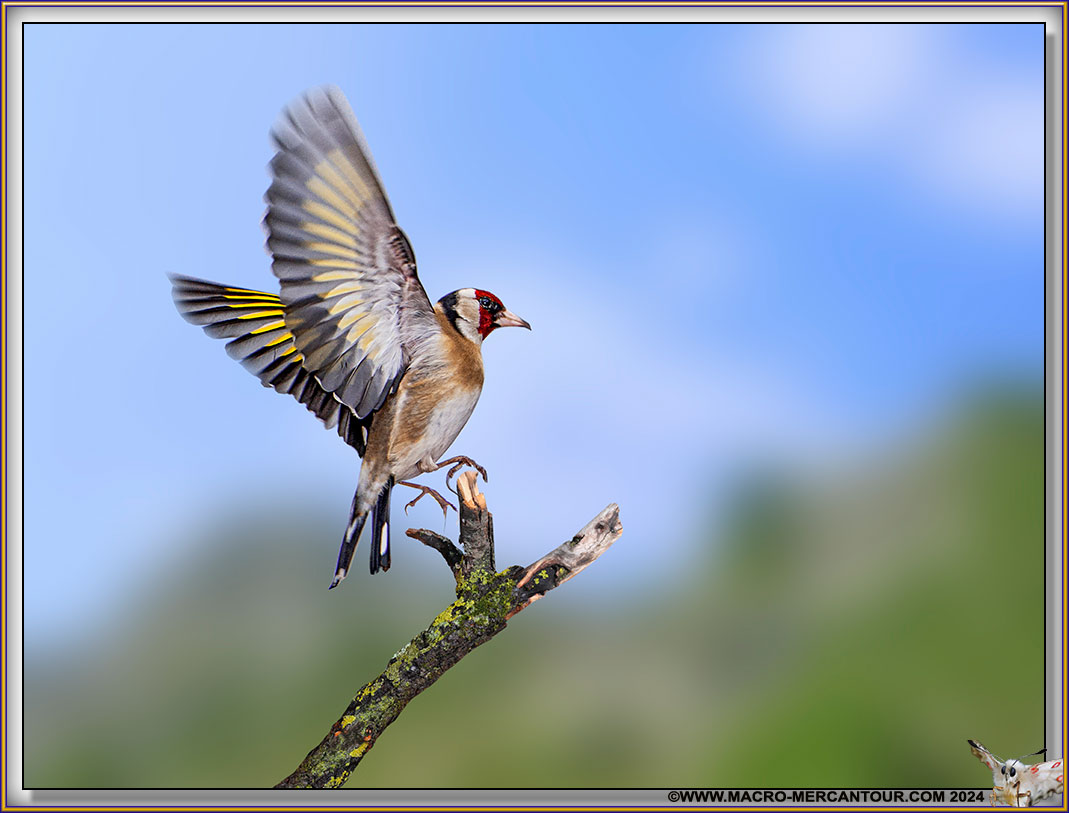Chardonneret élégant